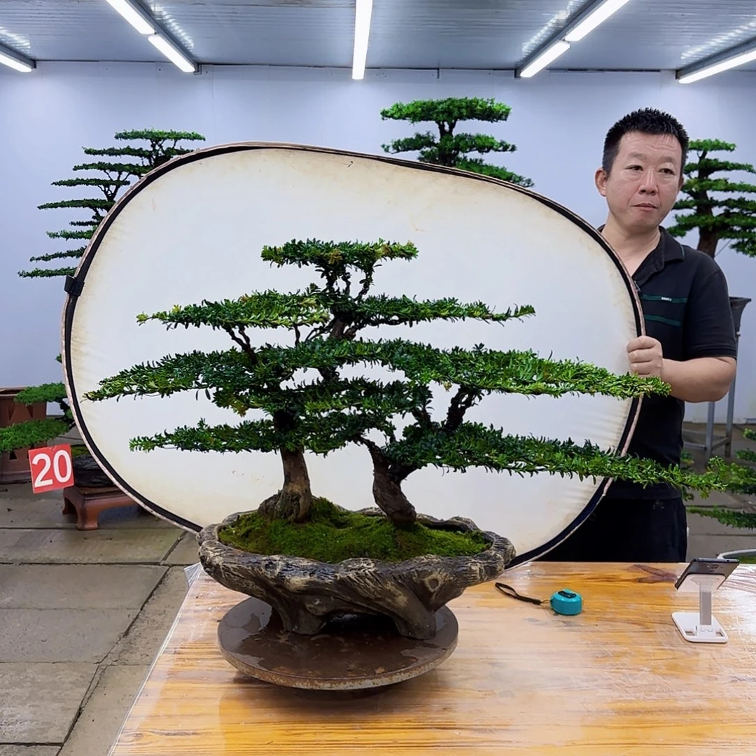 无花朵盆景直播间