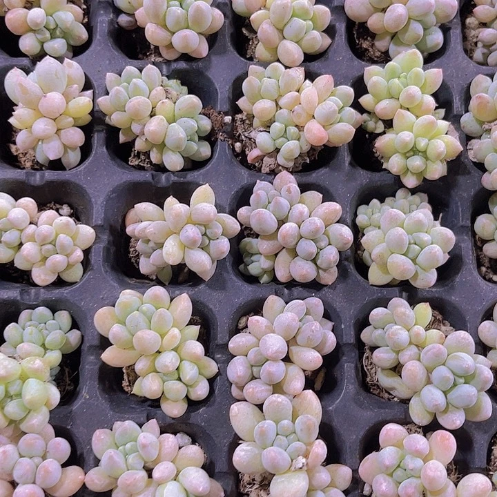 精品奶糖多肉植物