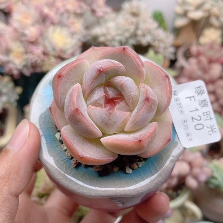 120 珍妮糖心 带陶瓷盆发货 满28包邮