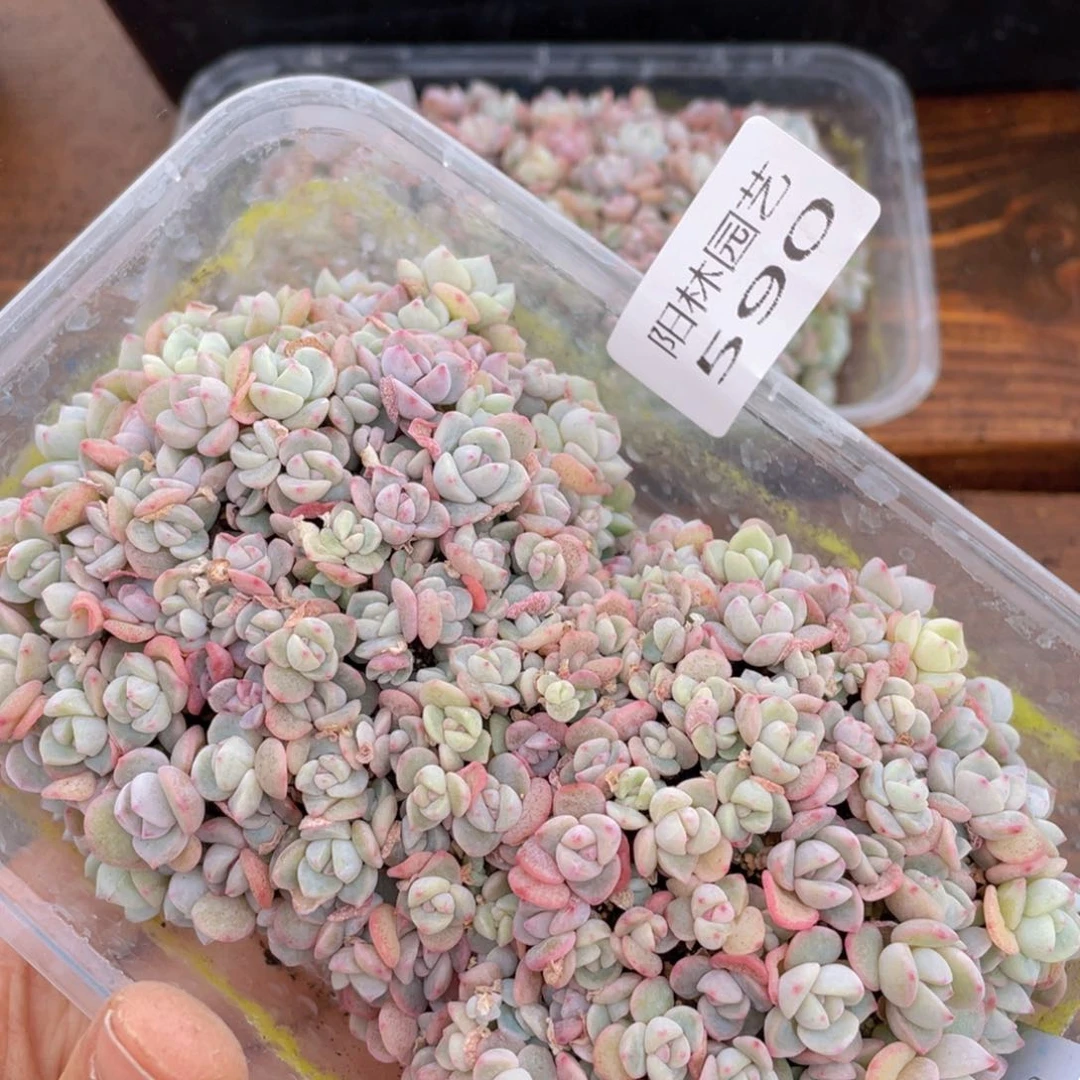 苗**啦多肉植物多肉植物590