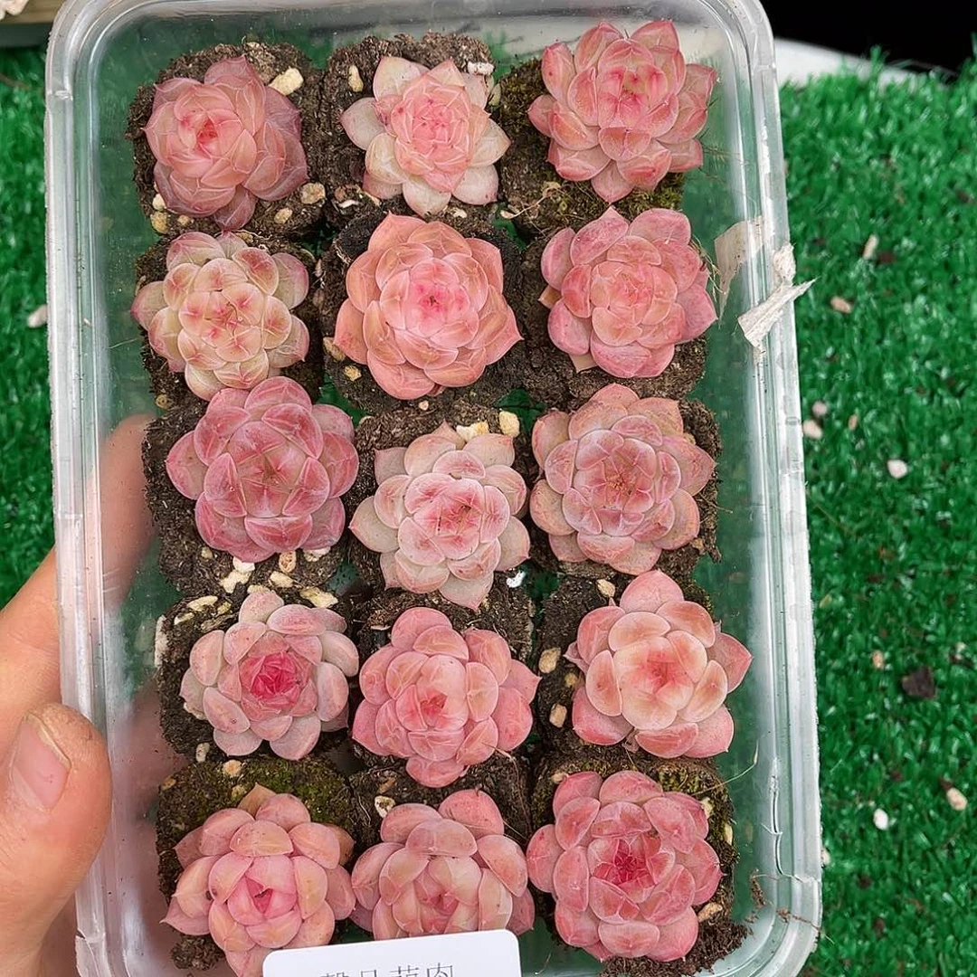 多肉一物一拍23-215