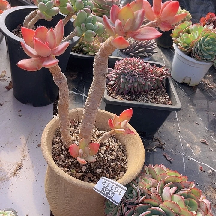 芒果美人16112多肉植物