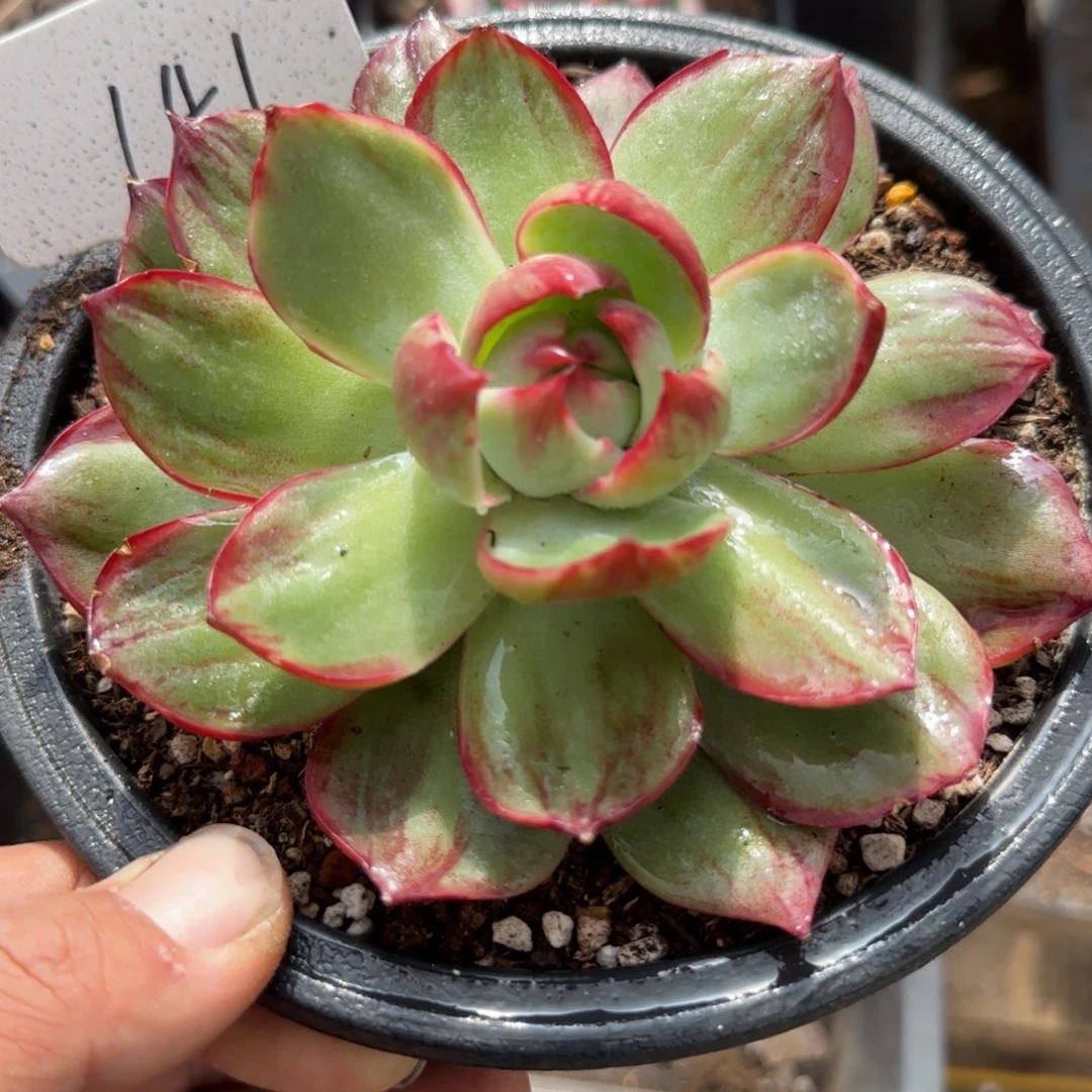 惊鸿一物一拍包装收缩花旱141