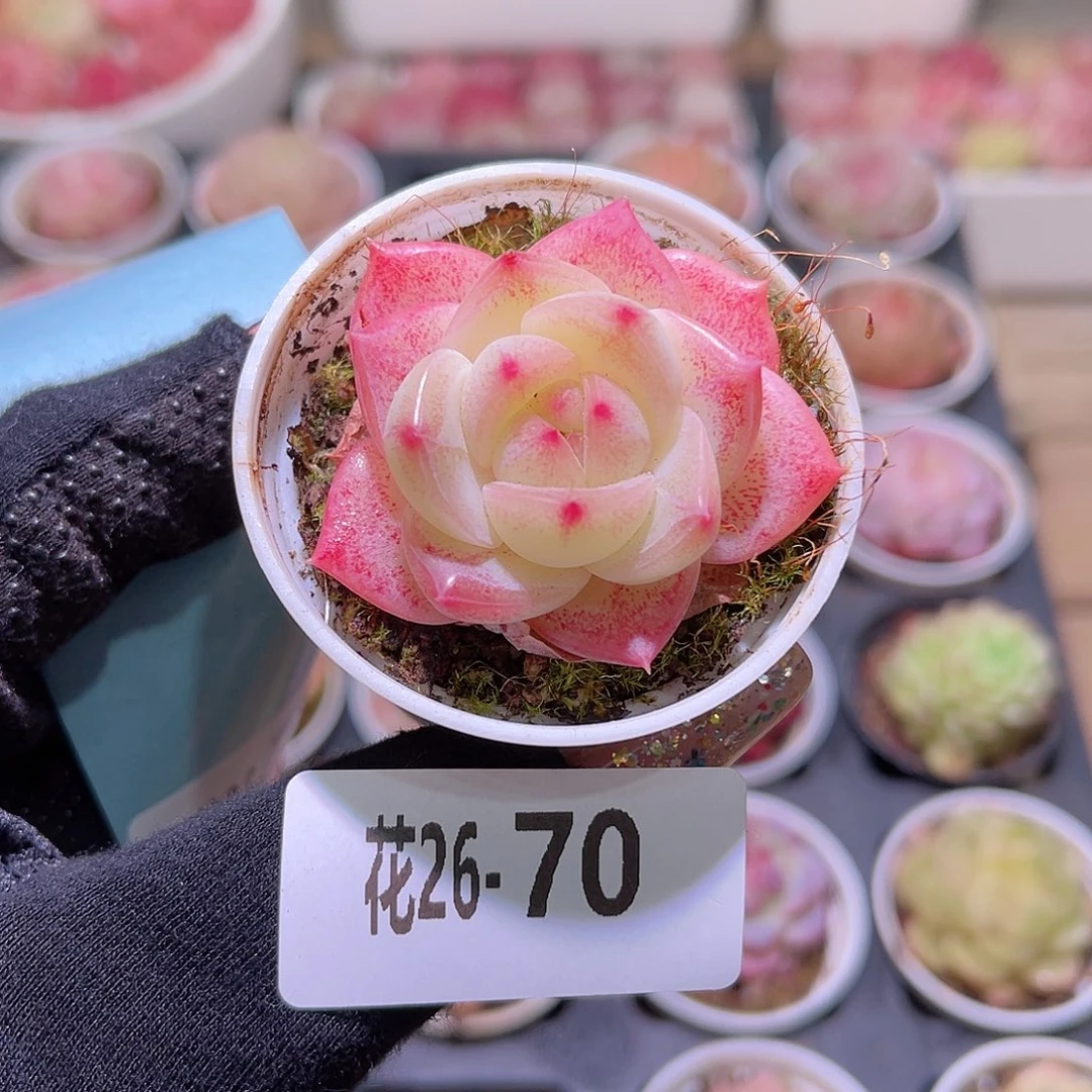 花利美26-70新品单头