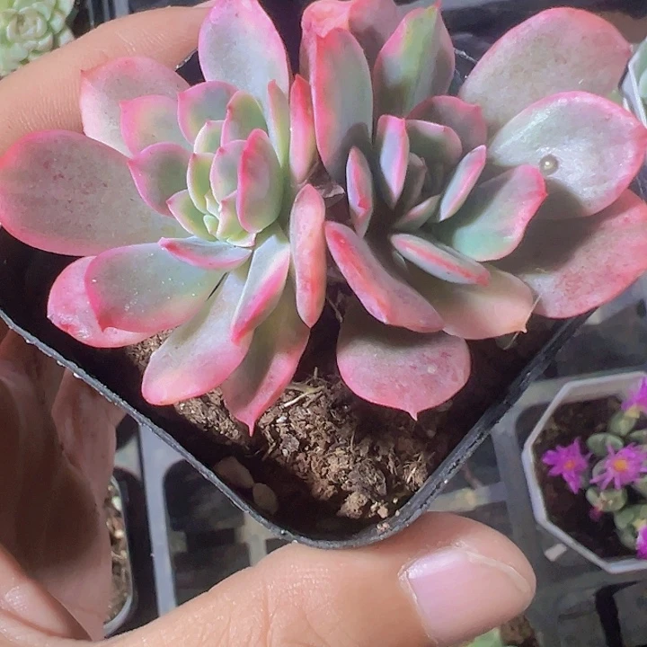 绮罗锦精品多肉植物