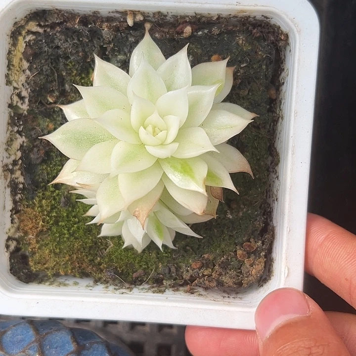 双头黑水晶锦多肉