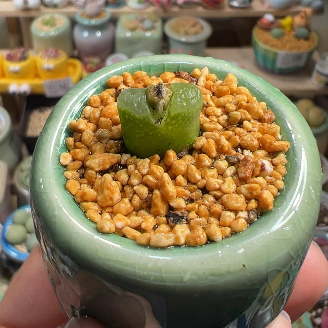 多肉植物202号小奶瓶