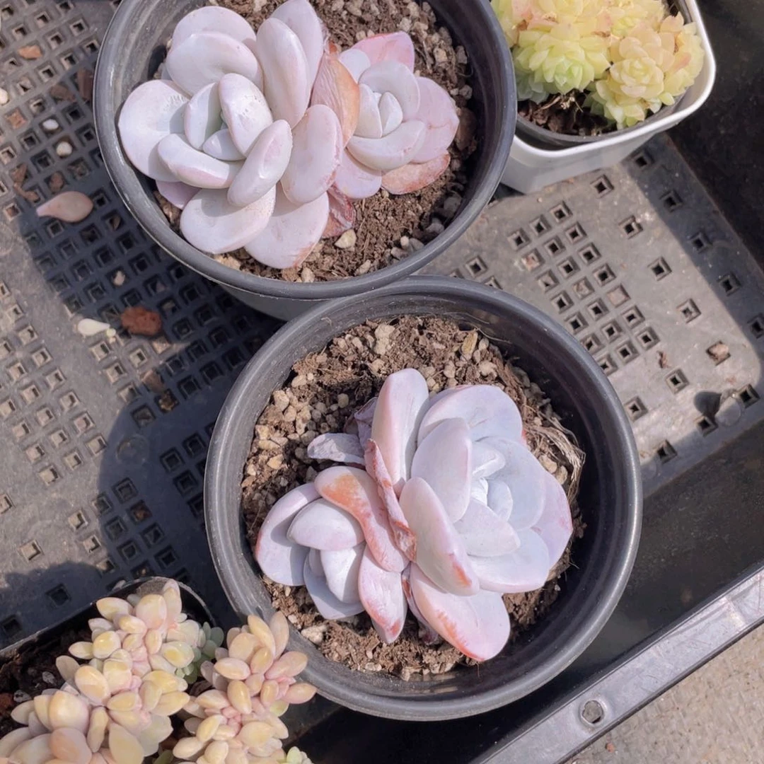 1052号 粉雪莲双头一个