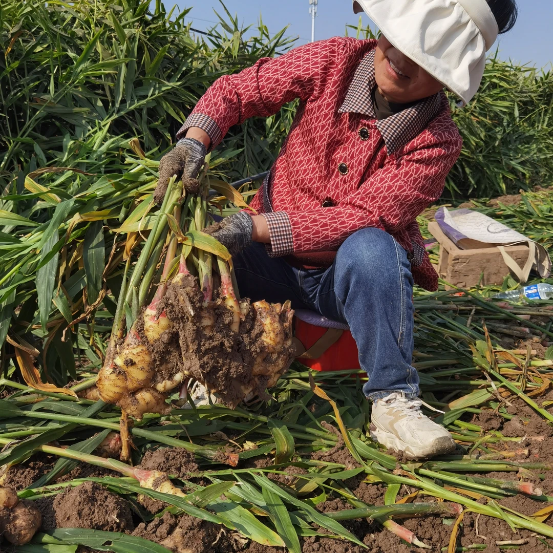【自家种植】新鲜现挖小碎姜大黄姜产地直发烹饪调味冲泡饮品泡脚