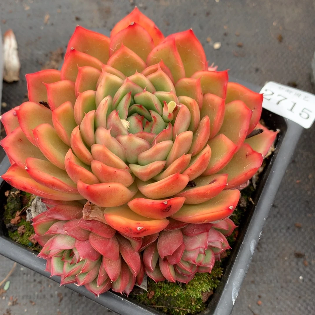 2715新年快乐发发发