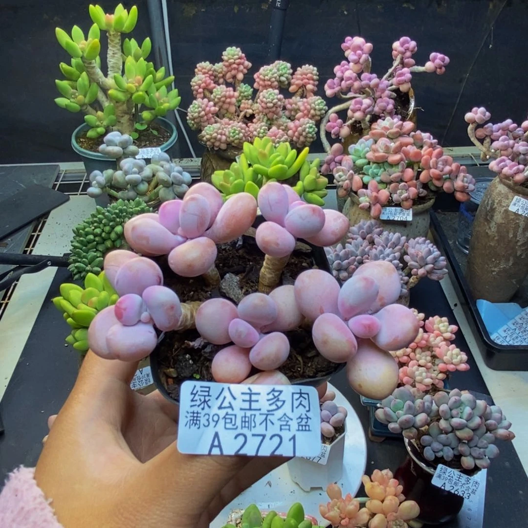 721糖果桃蛋多肉7c m