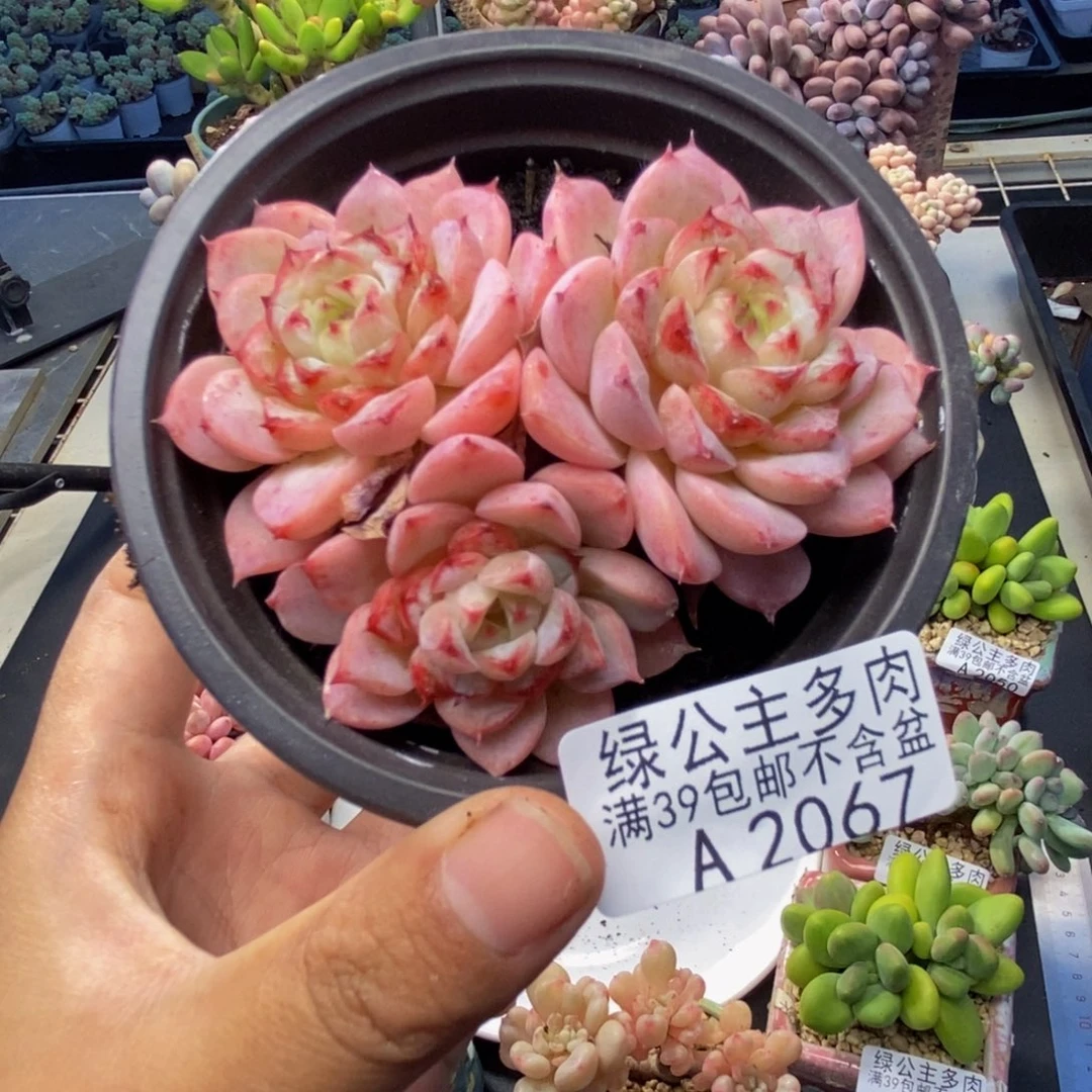 姗*067天鹅绒多肉不包整