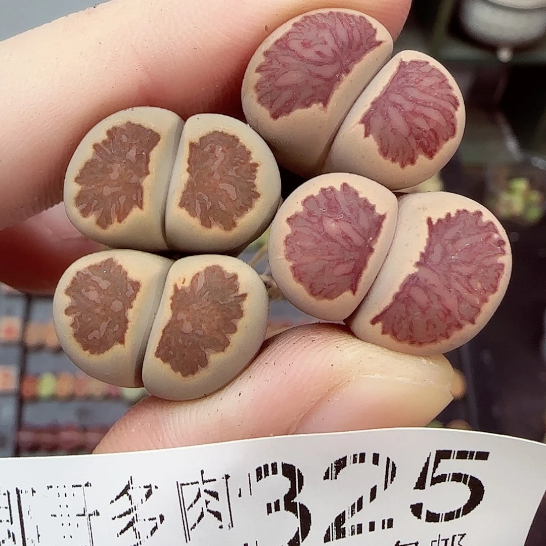 满满18包邮0918-325