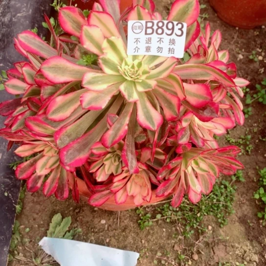 多肉植物粉同白893