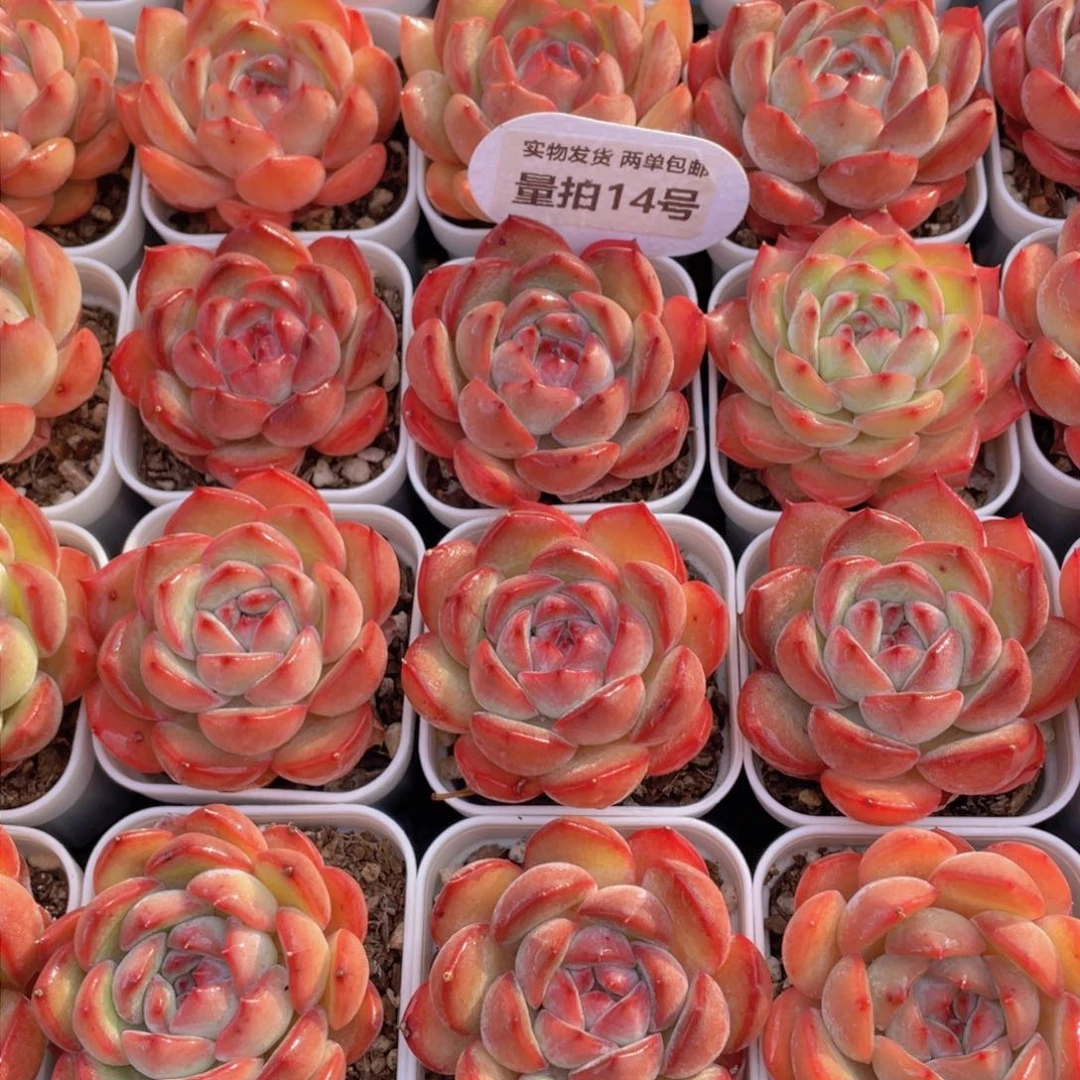 量拍14号 全状态草莓杏仁单头一个