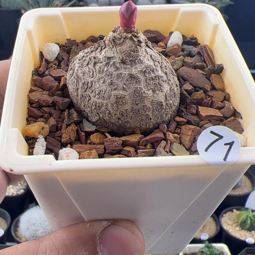 玫瑰大戟一物一拍