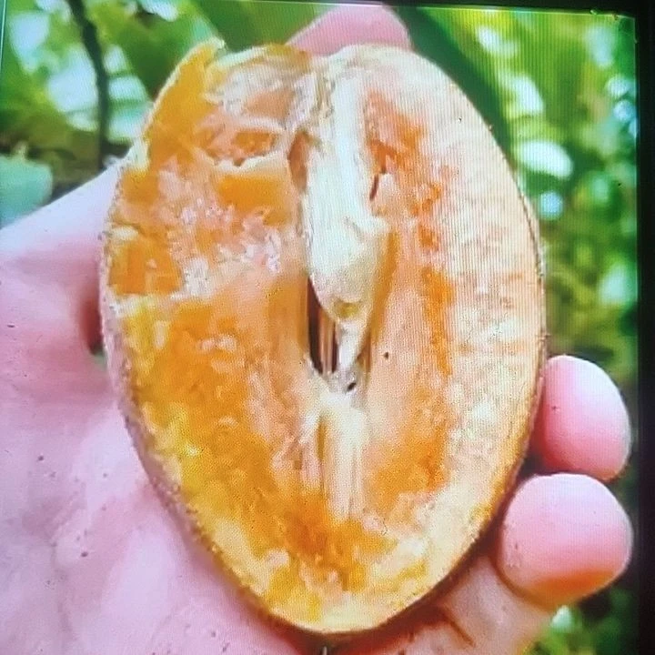 一元起拍专用链接果树苗