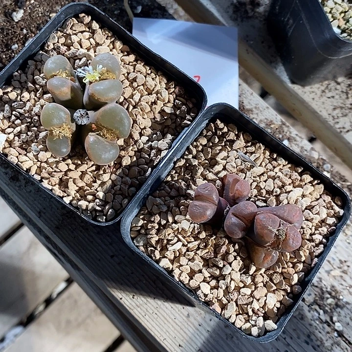 6323。   两颗风铃。