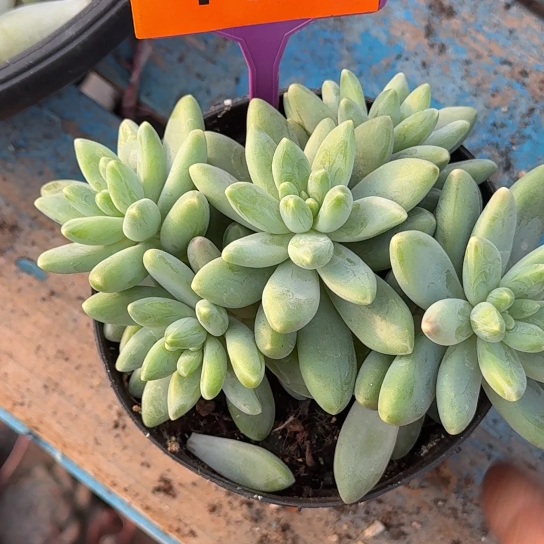 多肉植物啊蒂斯托400