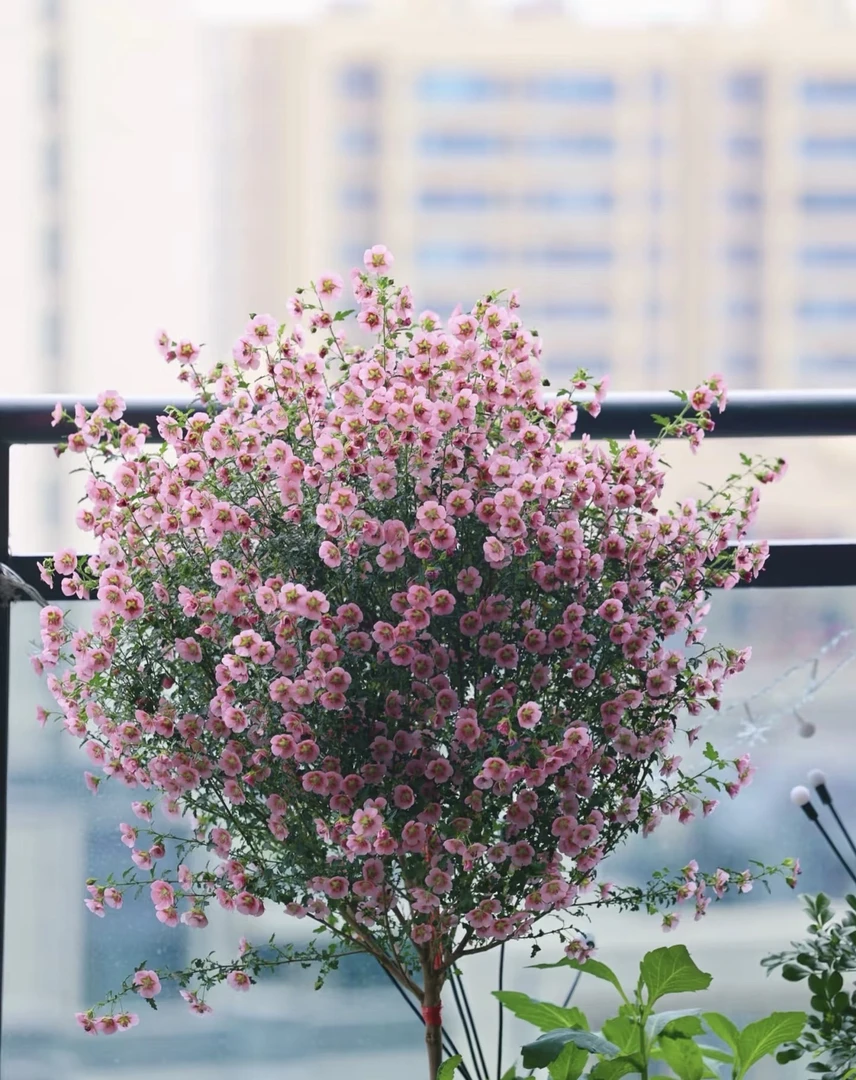 【新疆包邮】微草莓小木槿棒棒糖花卉盆栽多季勤开多年生耐寒耐热