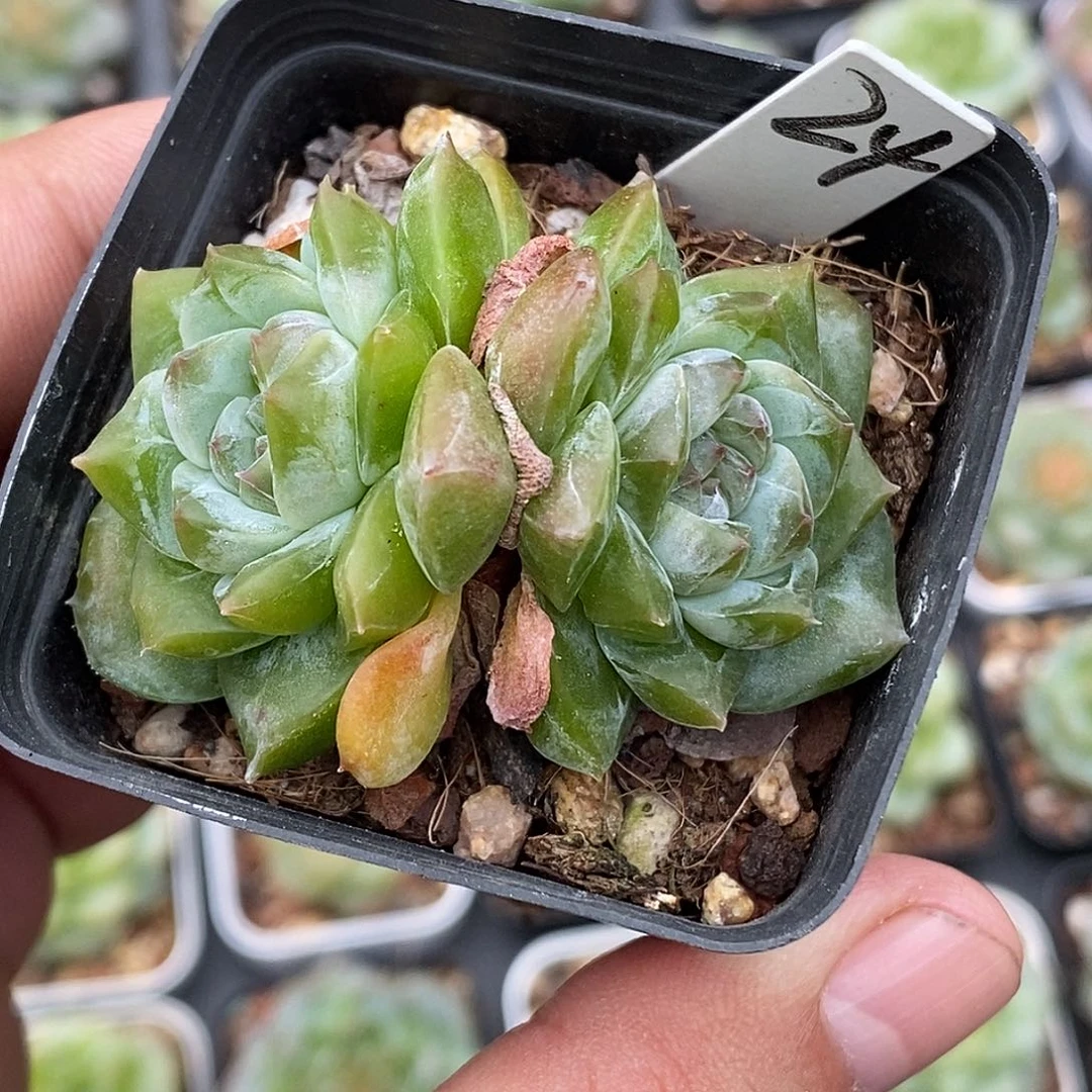 冰魄30包邮非偏远
