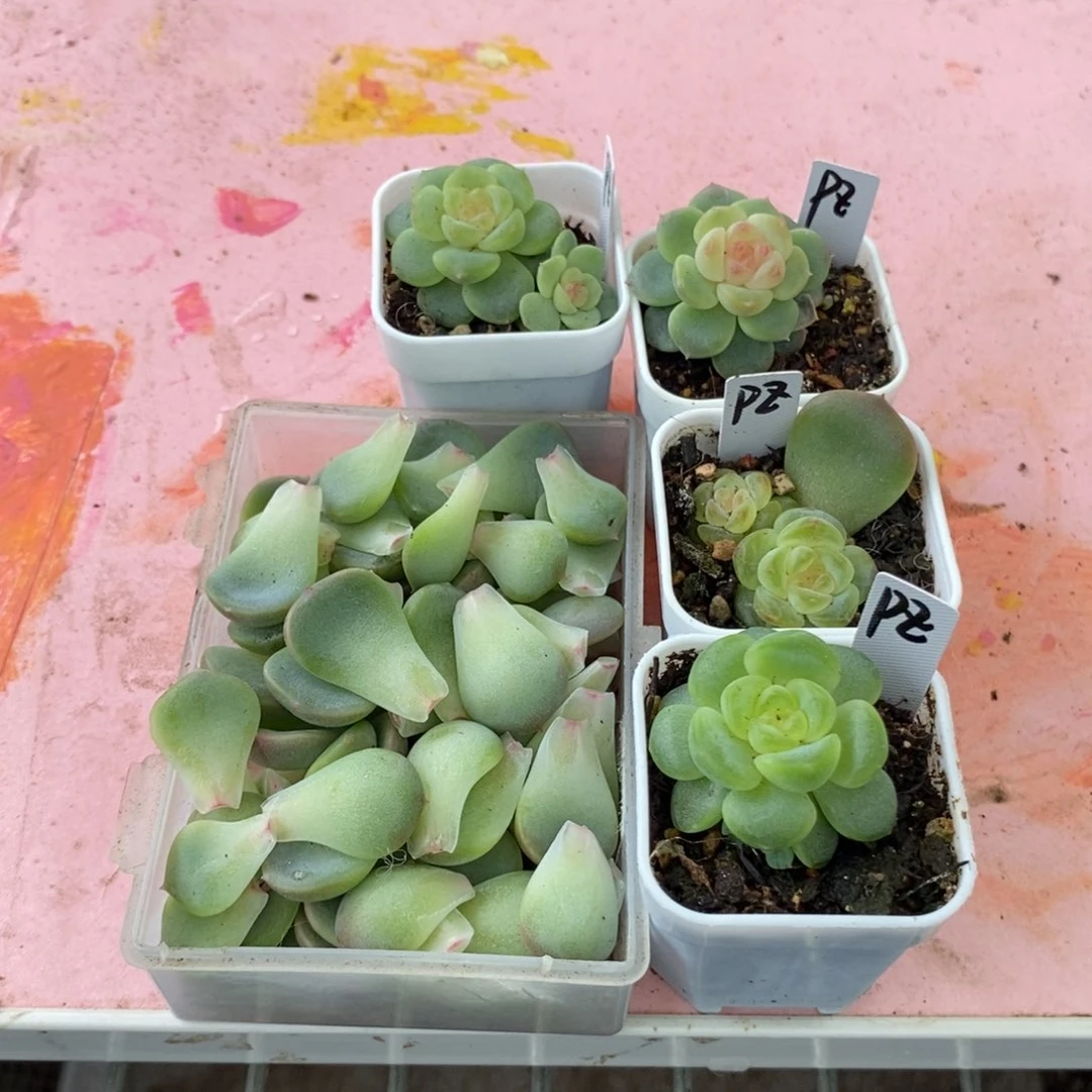 纯叶片甜心飘枝叶片一个