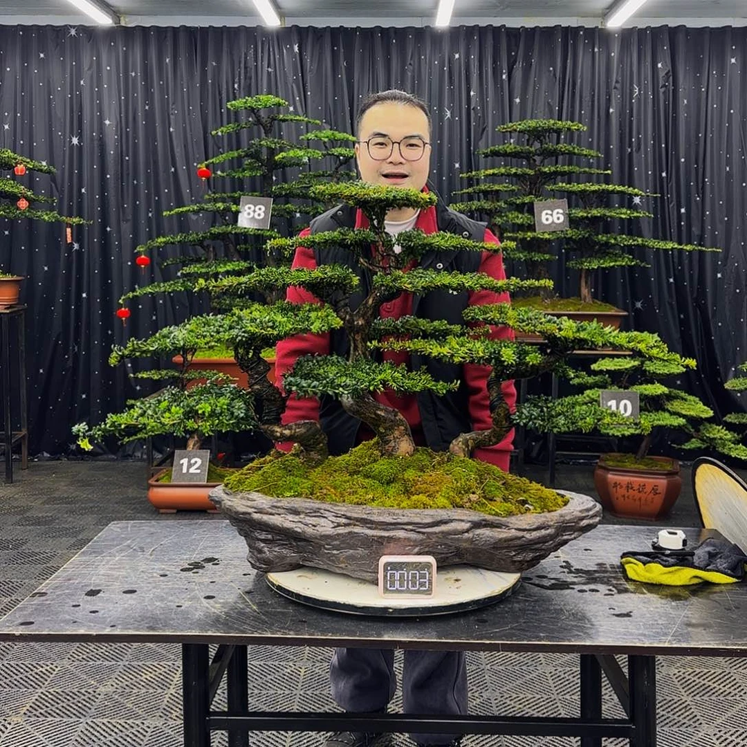 红芽罗汉松高端造型盆景