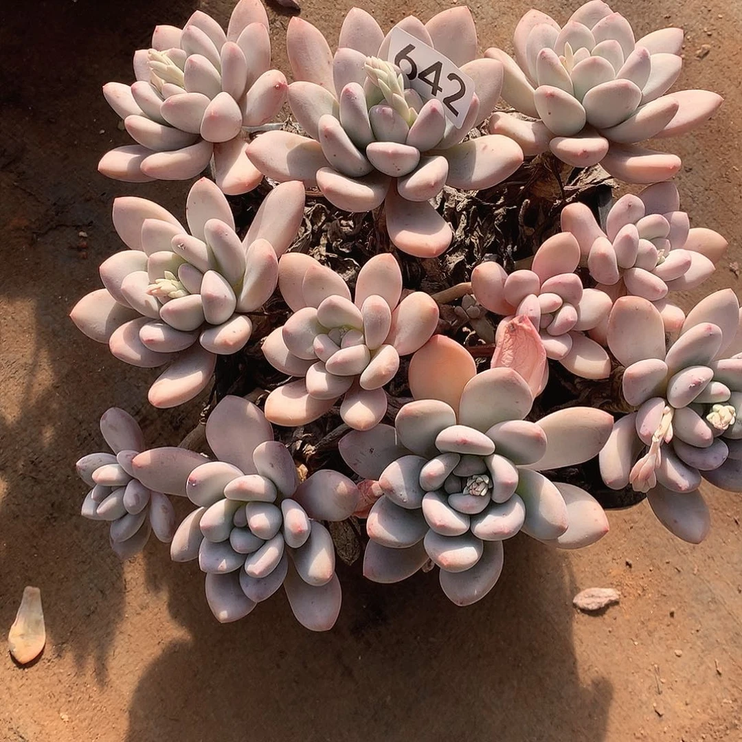 642 一物一拍多肉