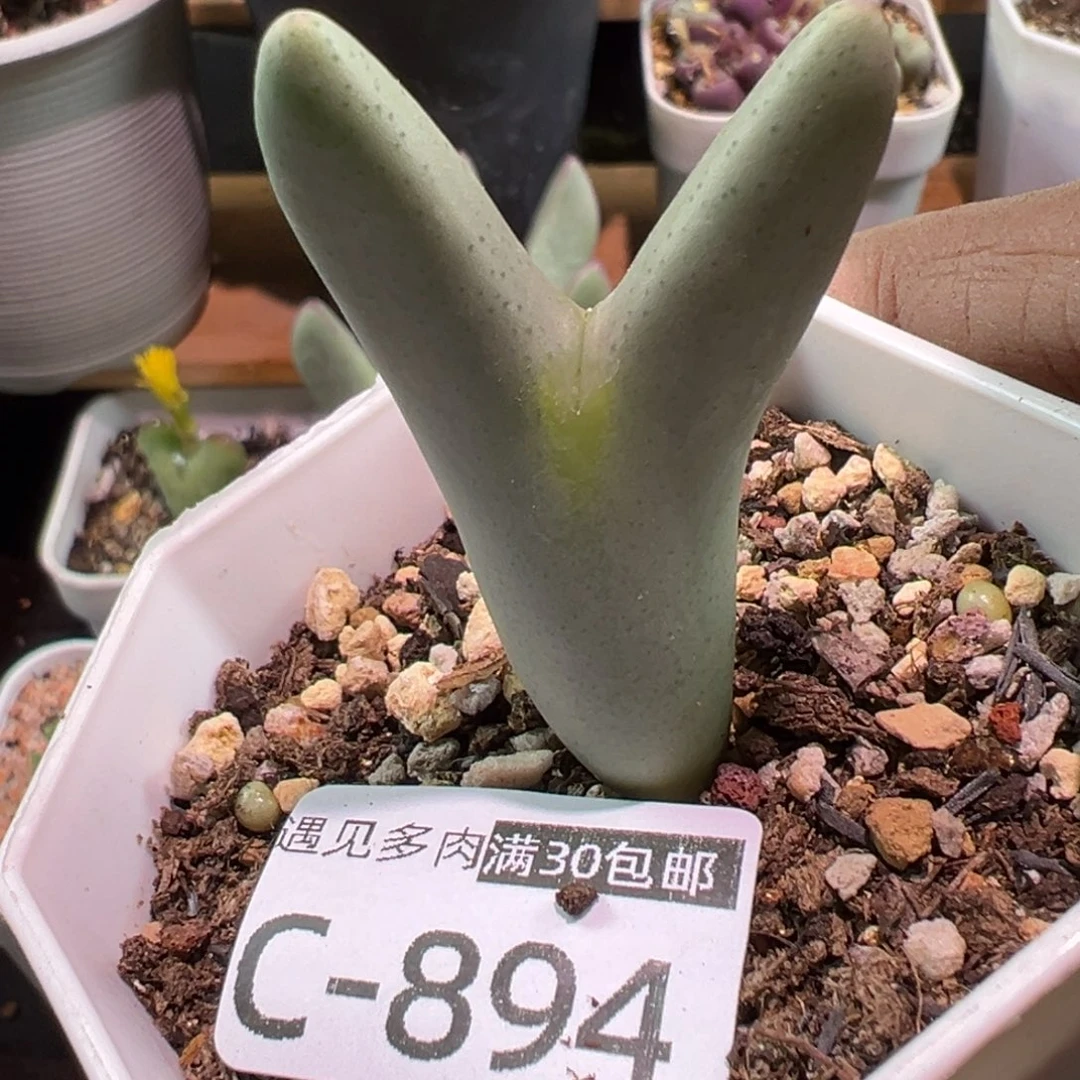 多肉植物111111111111