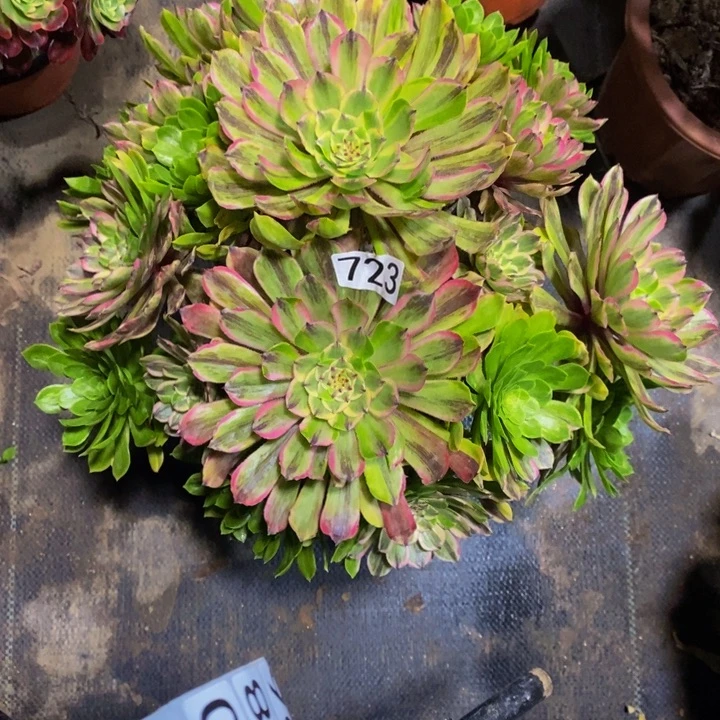 723 化脸粉黛1111