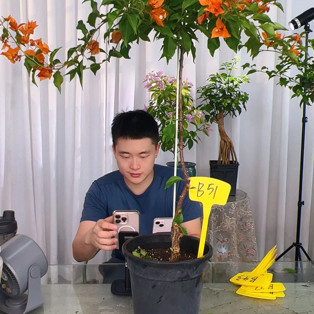 当前无花栽培后可以开花一****?橙桑巴B51
