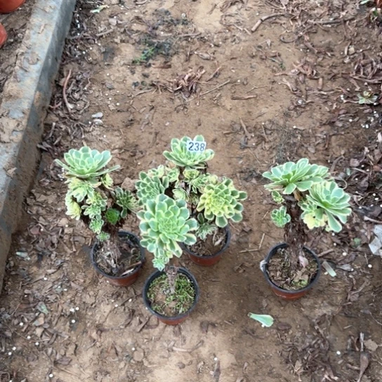 无花朵羊绒锦套餐238号不包断枝