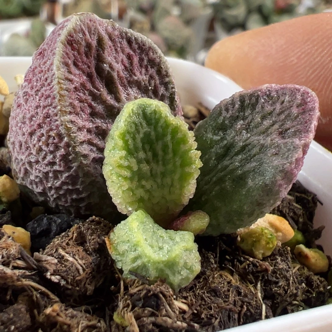 实生新品多肉植物水泡