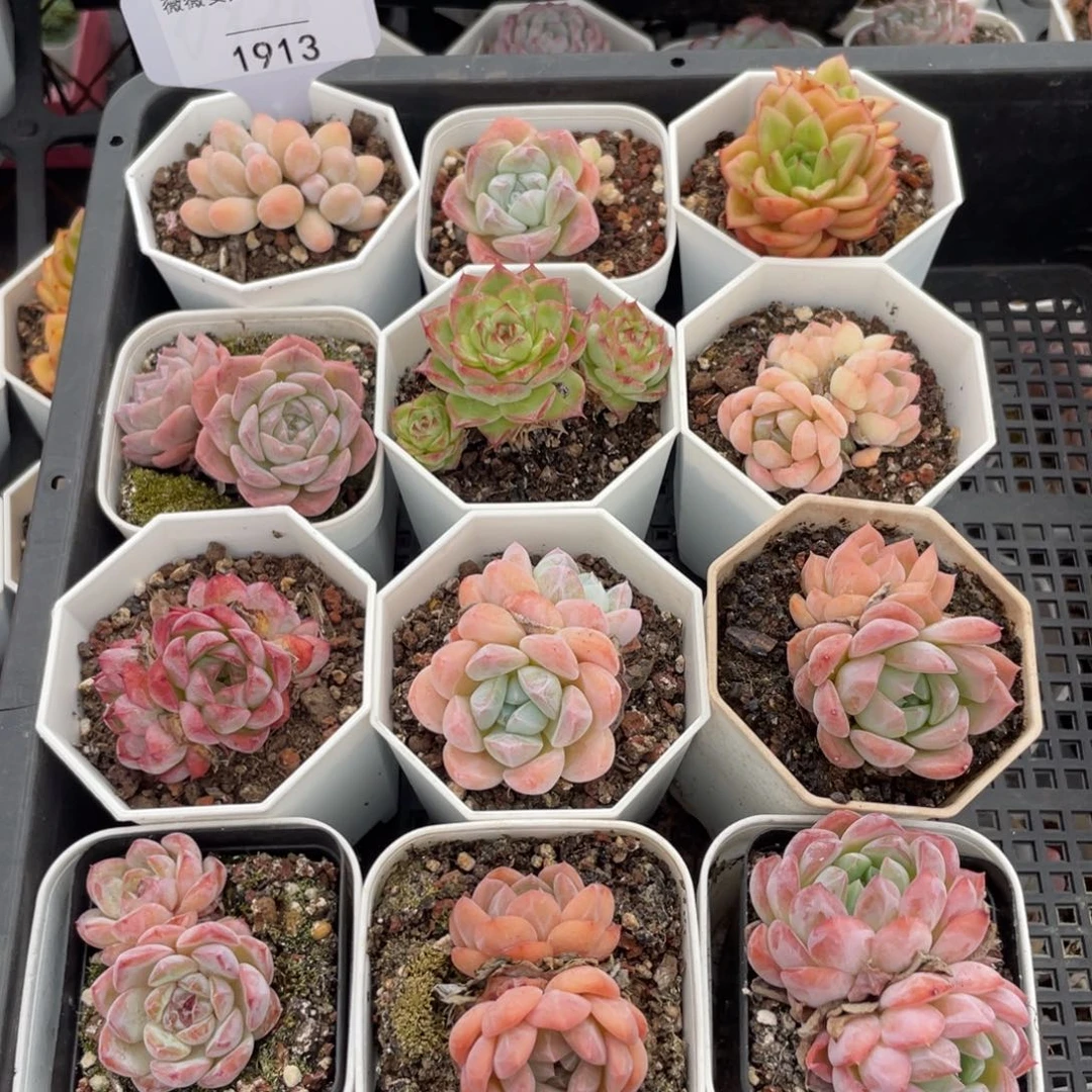 薇薇安园艺多肉1913