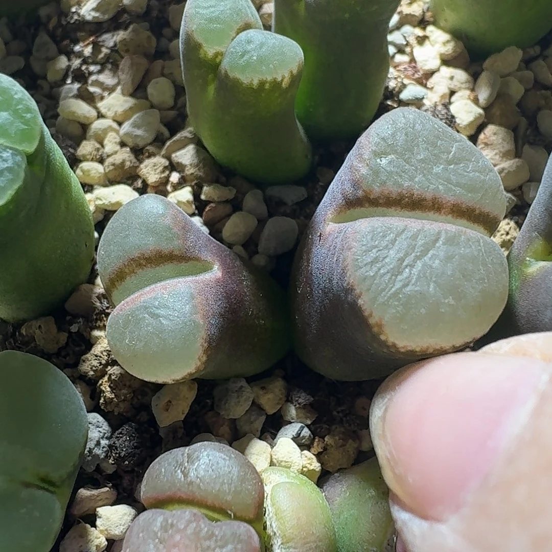 71号双头风铃一物一拍