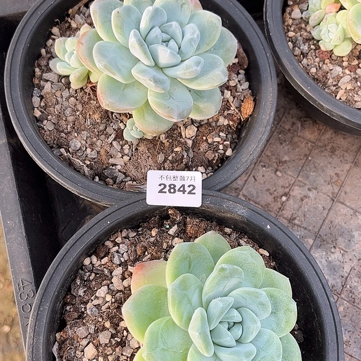 阿雅园艺。      2842