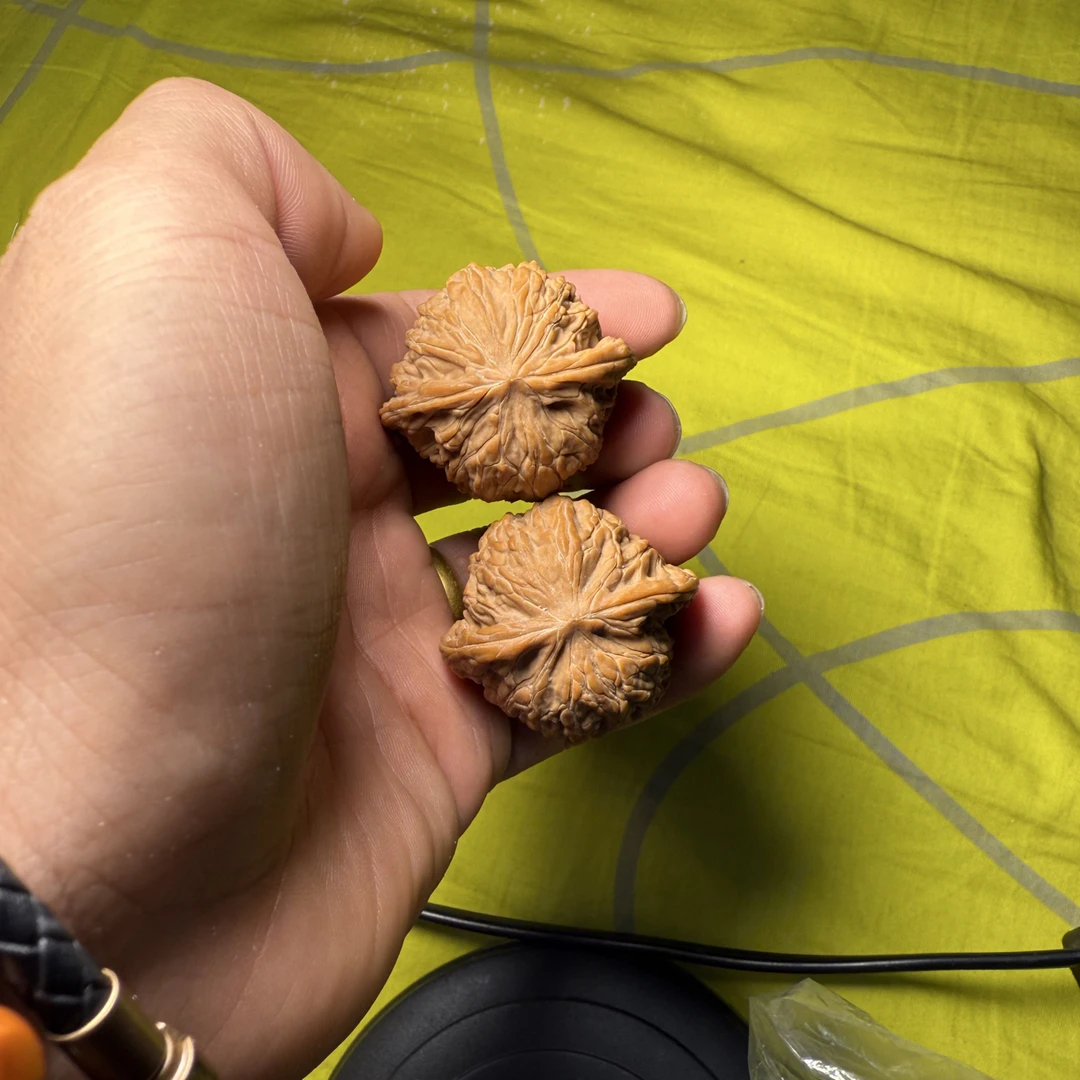 老树磨盘狮子头，骨质密度高，品相出众。