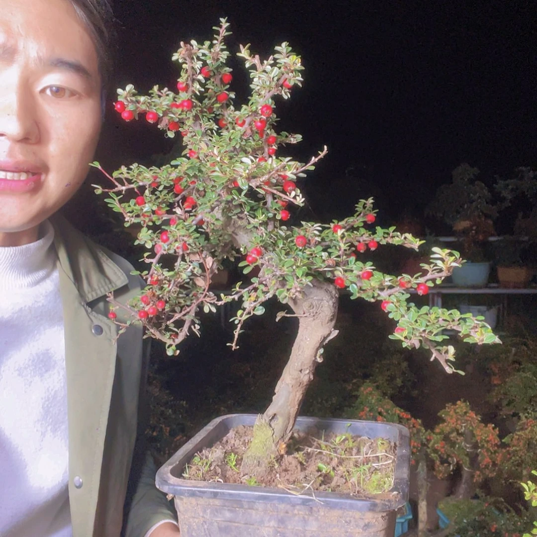 无花朵荀子盆景园区