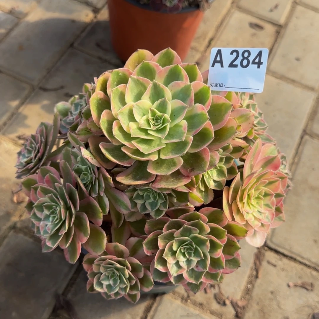 284。