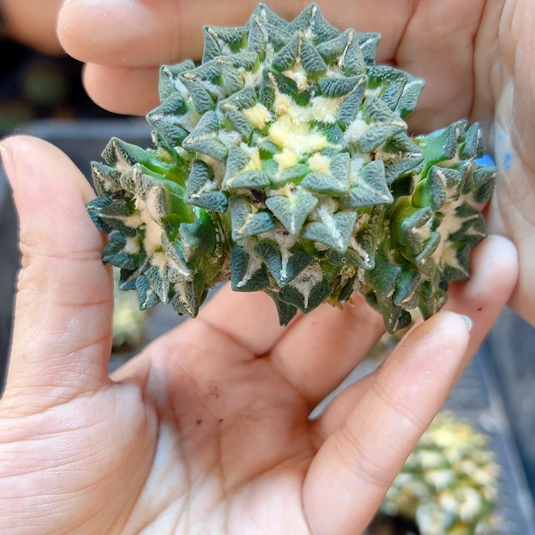 苗接黑牡丹群6.5公分无根