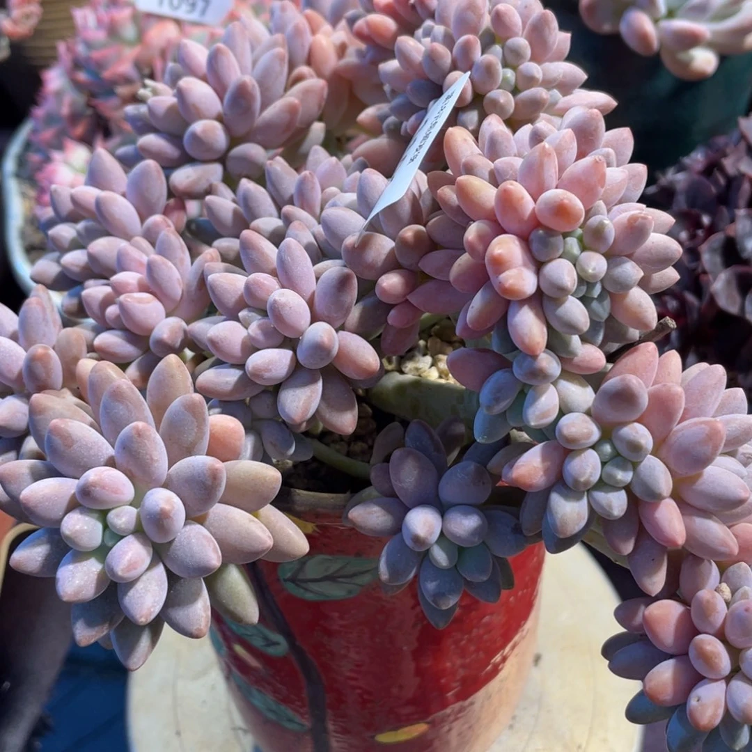 卿***卿1100星黛露缀化多肉植物一物一拍
