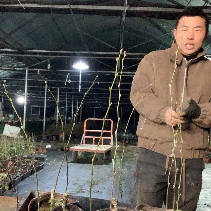 无花朵柿佑卫门29.9