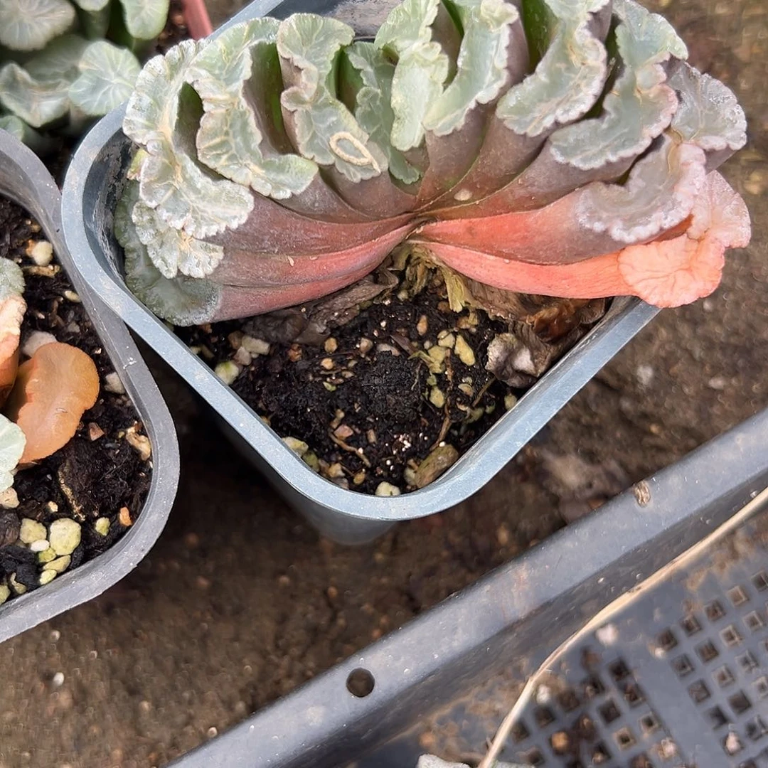 多肉植物多肉植物