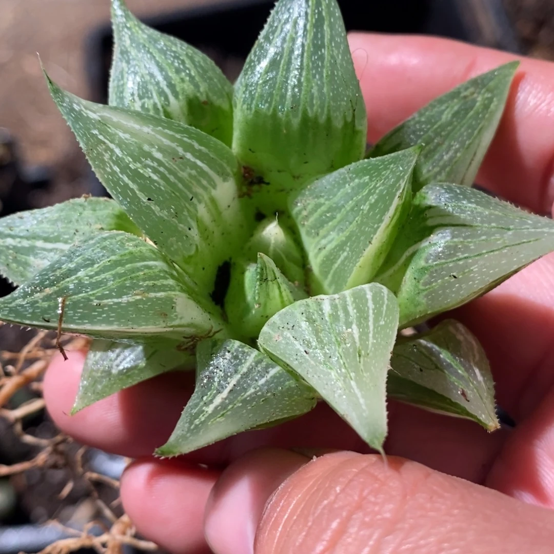 c***k1952 一颗福利。