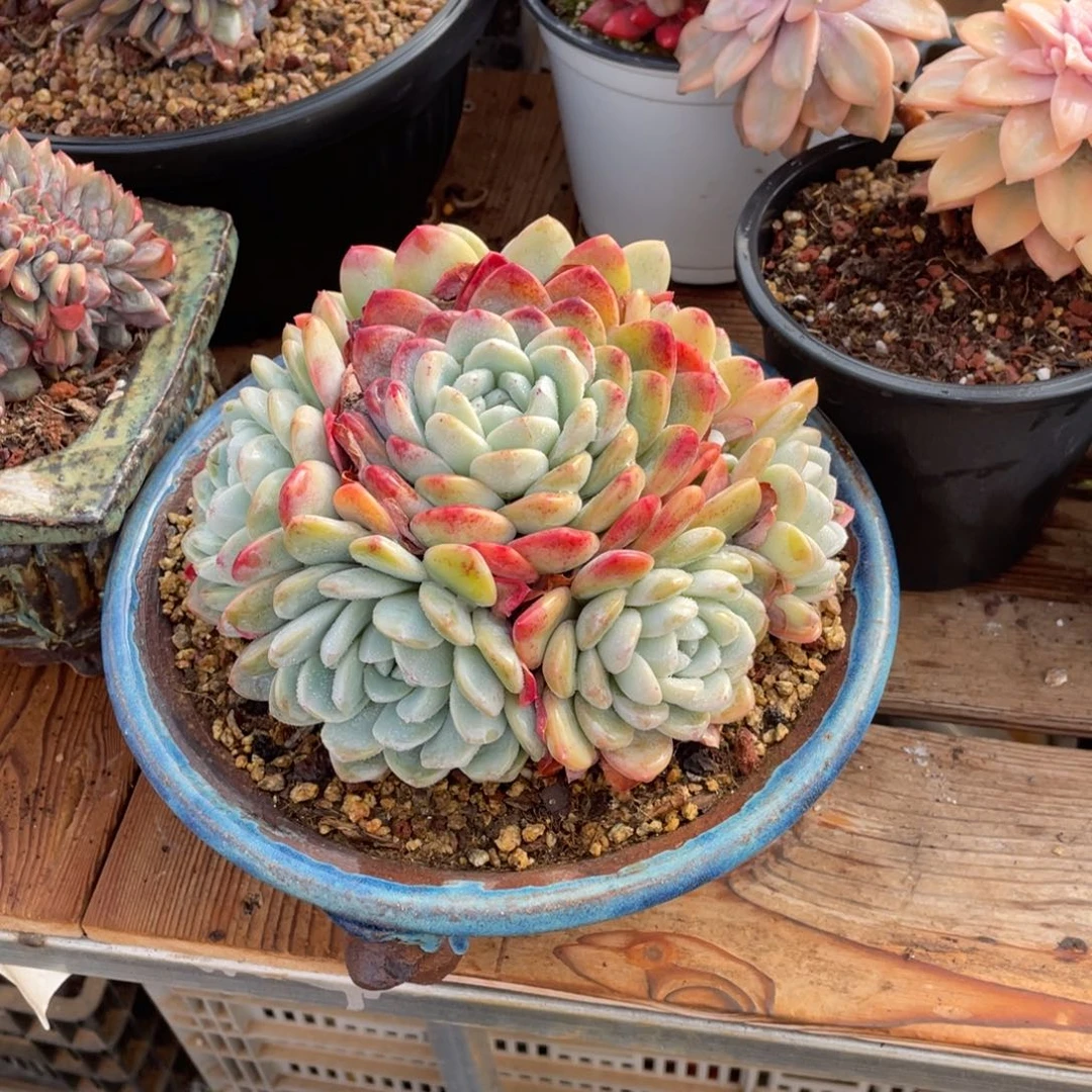 皖***y淘多肉手捧冰玉一个