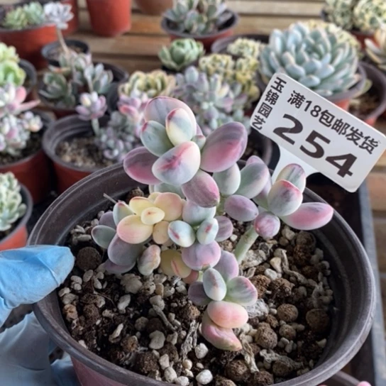 254一一一一一一一一一