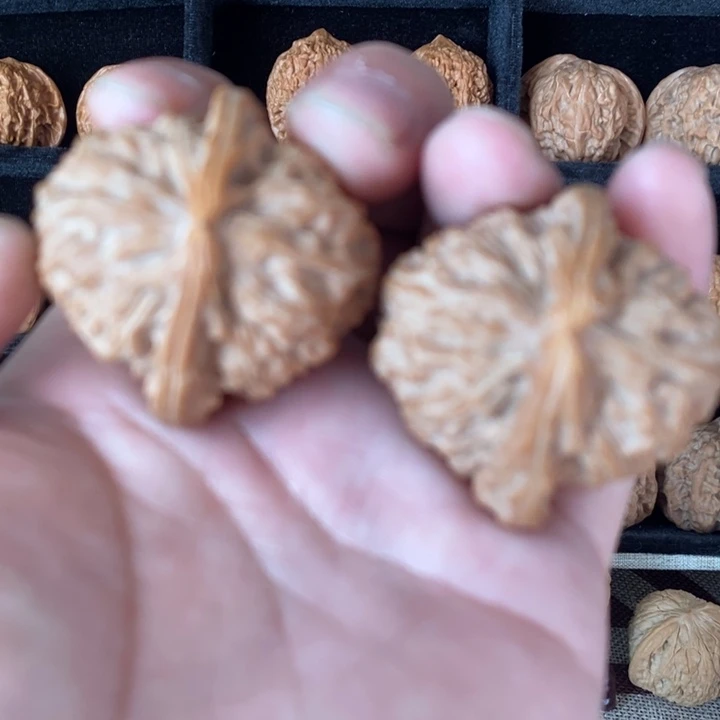 微修尖白狮子42尺寸