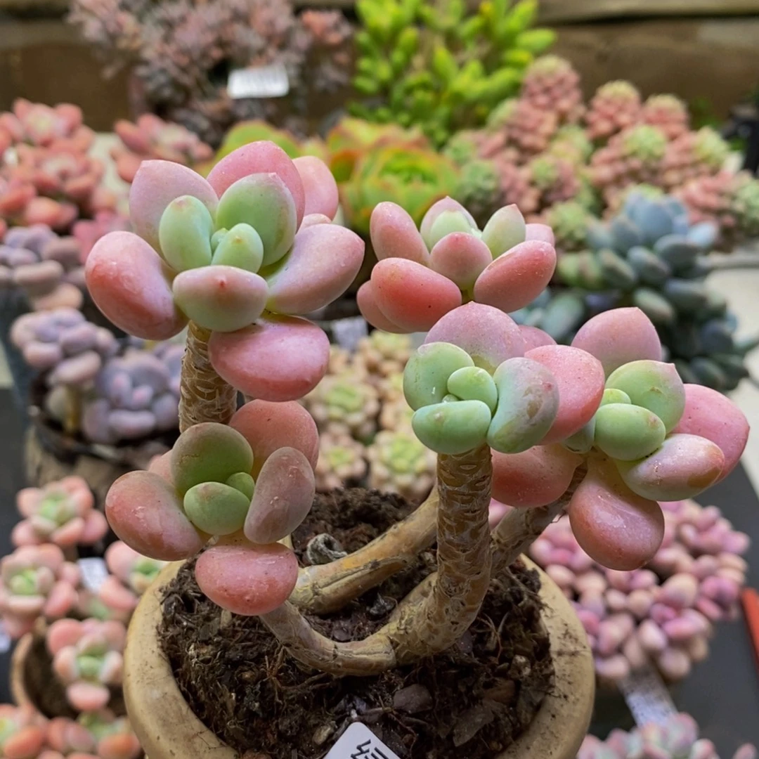732香水洛神10cm多肉