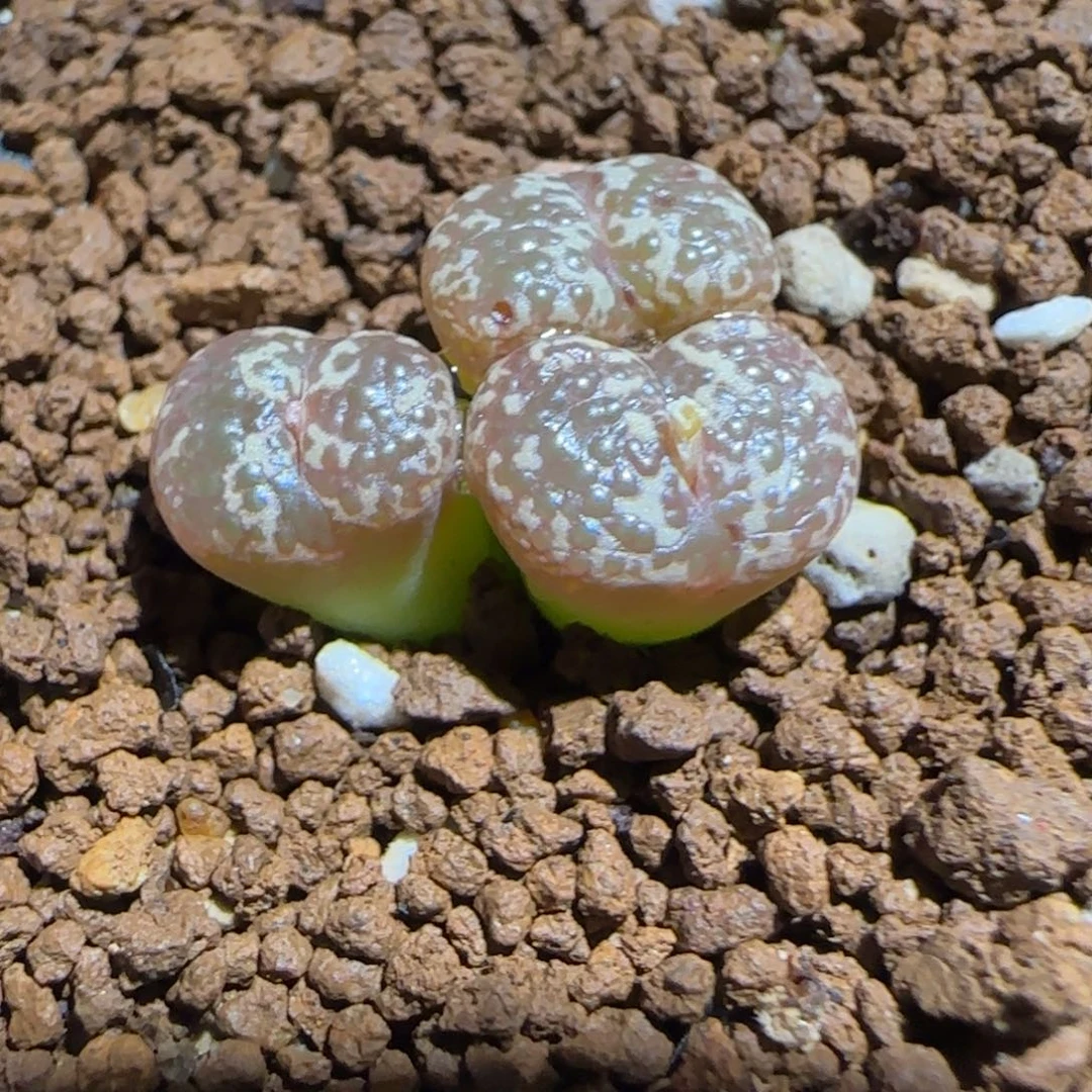 肉锥多肉植物组合-10km泡泡勋569