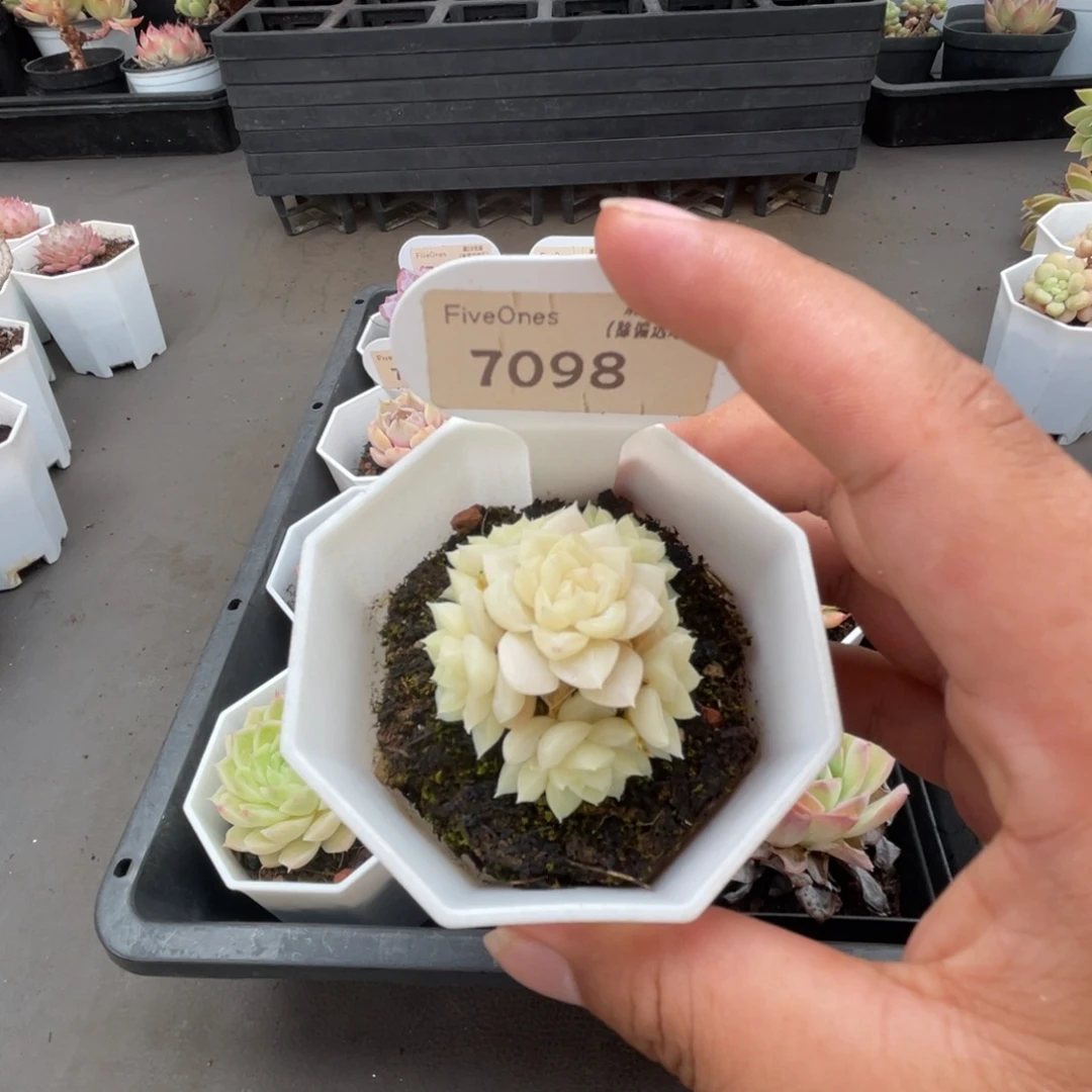 7098白天鹅4.0厘米